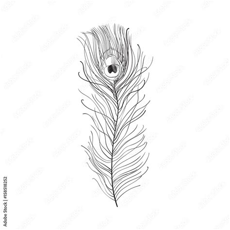 Hand drawn peacock tail bird feather, sketch style vector illustration ...