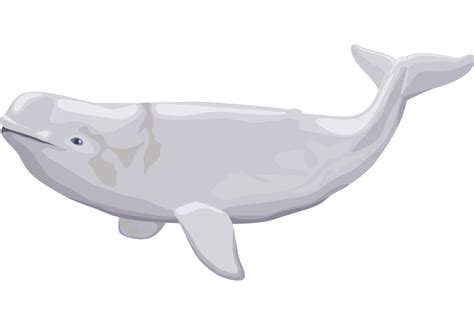 Beluga Whale Watercolor 9586608 PNG High-Quality Png