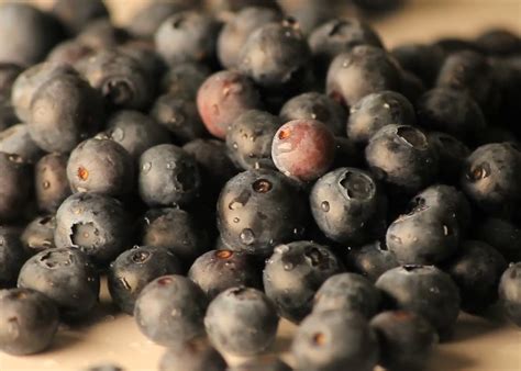 Tips for Harvesting Blueberries | Mississippi State University Extension Service