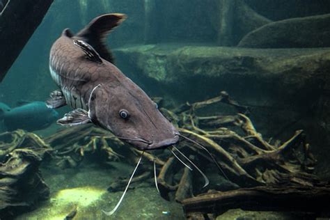 Chernobyl Causes Gigantic, Mutant Catfish - But Is It Hope for Adapting to Radioactive Water?