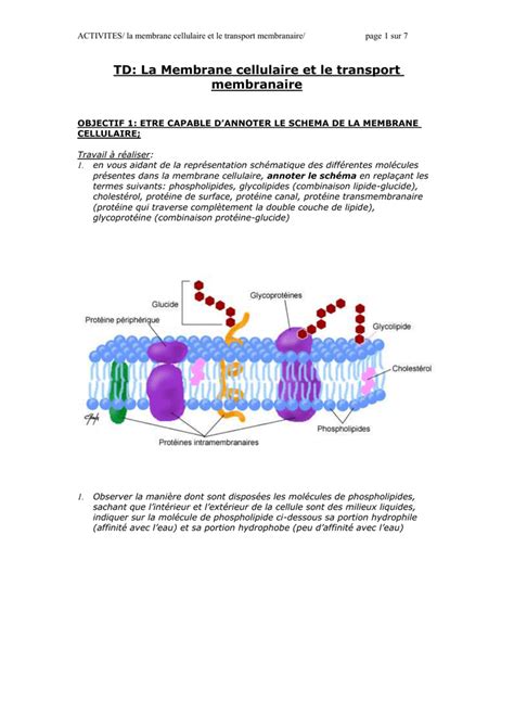 TD:La Membrane cellulaire et le transport membranaire