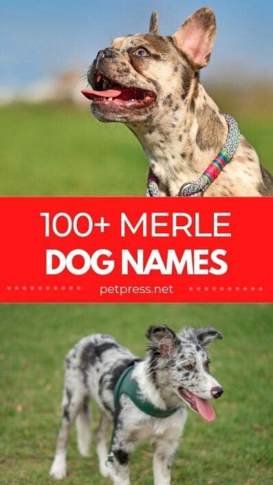 100+ Merle Dog Names for Your Beautiful Coated Pup