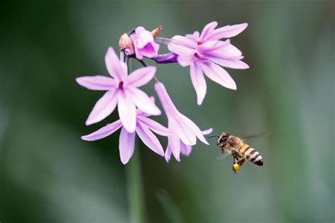 South African beekeepers blame insecticide for 1M-plus bee deaths | Gephardt Daily