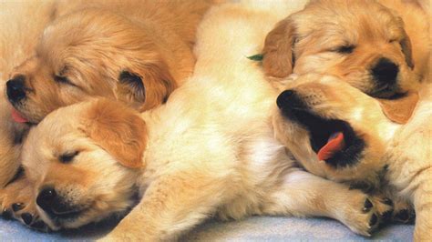 Cute Brown Puppies Are Sleeping On Floor HD Animals Wallpapers | HD Wallpapers | ID #39951