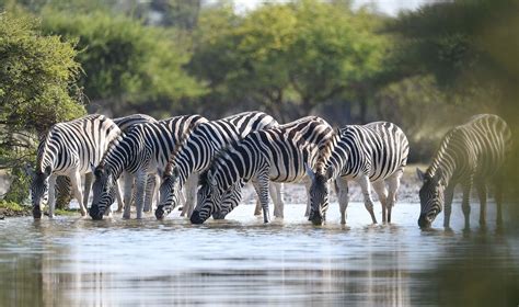 Tourism contributes P20 billion to Botswana’s economy – Botswana Gazette