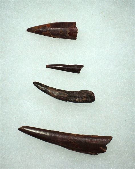 Fossil Pterosauria Teeth