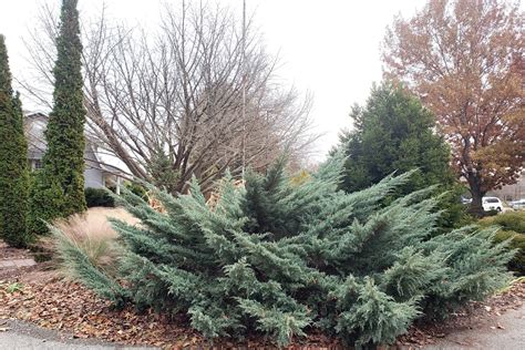 UT Gardens’ December 2019 Plant of the Month: Juniper | Institute News