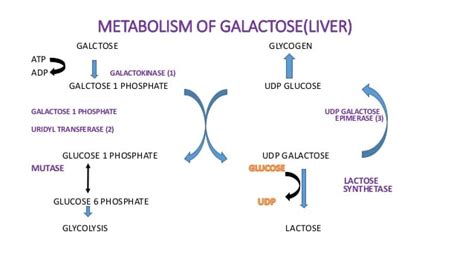 Galactose Metabolism: Enzymes, Steps, Pathways, Uses