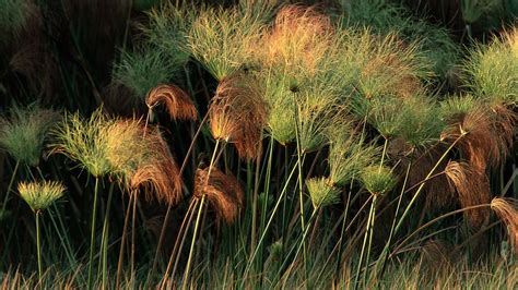 Grasslands Biome Plants