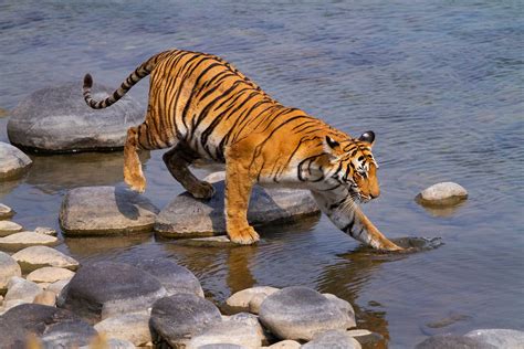 The Iconic Tigers Of India | Nature inFocus