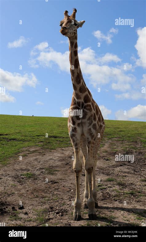 West Midlands Safari Park Stock Photo - Alamy