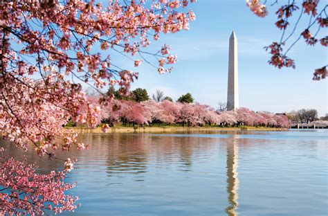 DC Cherry Blossom Pictures Wallpapers - Top Free DC Cherry Blossom Pictures Backgrounds ...