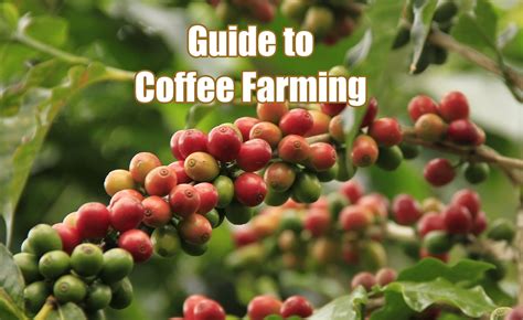 What Is Coffee Made Of? A Complete Guide To Coffee Farming - Kitu Cafe