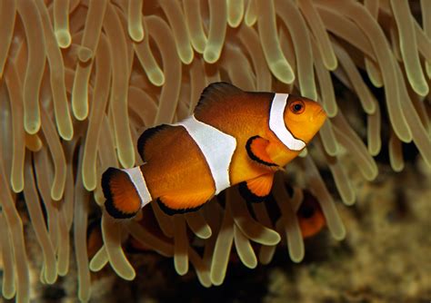 Anemone fish | Clownfish, Symbiosis & Reefs | Britannica