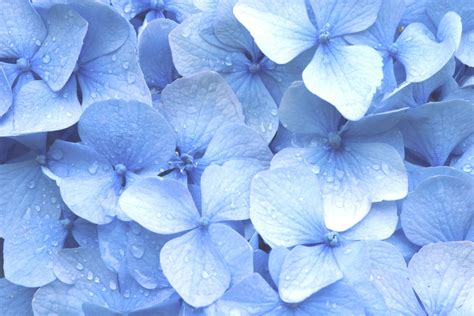 Pastel Blue Flower Wallpapers - Top Free Pastel Blue Flower Backgrounds - WallpaperAccess