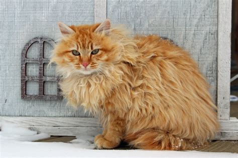 Maine Coon orange tabby - MaineCoon.org