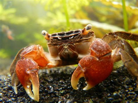 Red Claw Crab Facts, Habitat, Diet, Life Cycle, Baby, Pictures