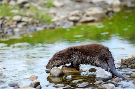 Eurasian River Otter Baby. Lutra Lutra Stock Photo - Image of grass ...