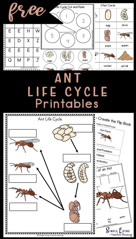 Ant Life Cycle Printables | Ant life cycle, Life cycles, Life cycles ...