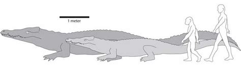 Ancient Crocodile Was World's Largest | Live Science