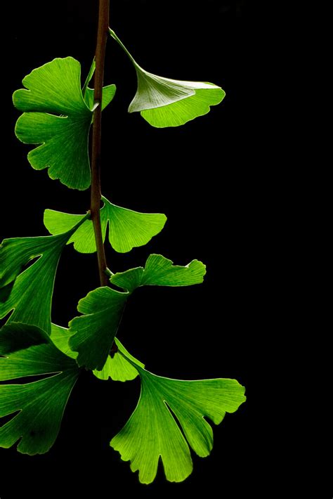 File:Ginkgo Biloba Leaves - Black Background.jpg - Wikipedia