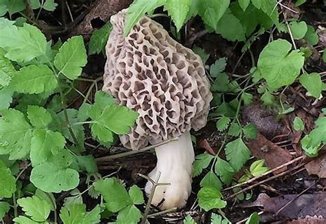 Michigan's 2018 Morel Mushroom Hunting Season [PHOTO GALLERY]