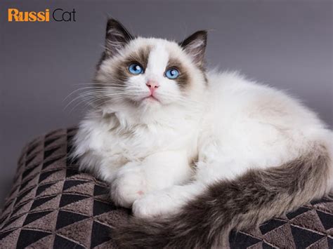 Mèo Ragdoll giá bao nhiêu và mua mèo Ragdoll ở đâu? - Mèo nhập khẩu