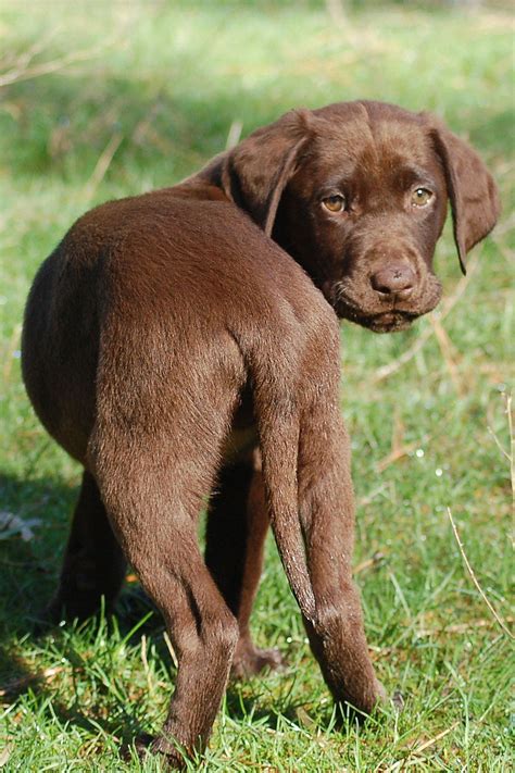 Chocolate Lab Puppies For Adoption In Nc : Labrador Retriever - Chocolate Puppies For Sale ...