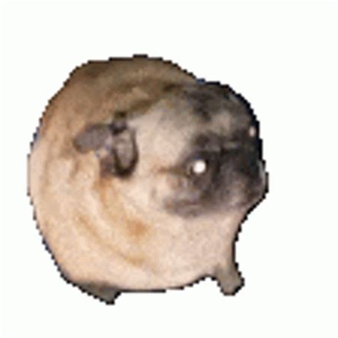 Dancing Pug Vibing Sticker - Dancing Pug Vibing - Discover & Share GIFs