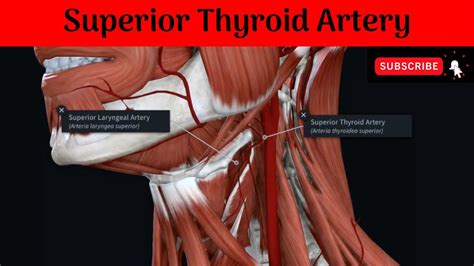 Superior Thyroid Artery #Anatomy #mbbs #education #bds #headandneckanatomy #arteries - YouTube