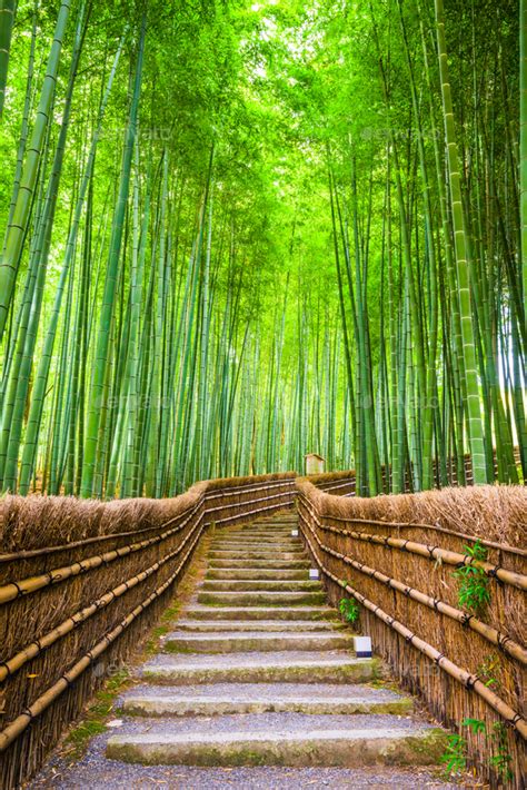 Kyoto, Japan Bamboo Forest Stock Photo by SeanPavone | PhotoDune