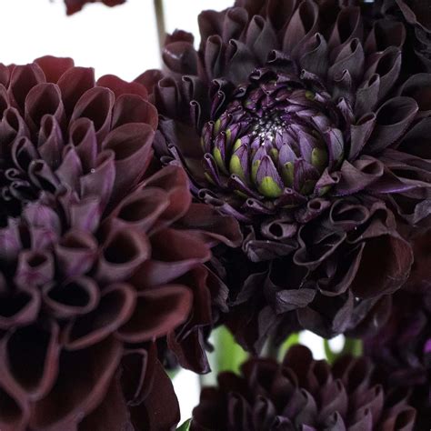 Black Dahlia Flower Seeds-fridayw