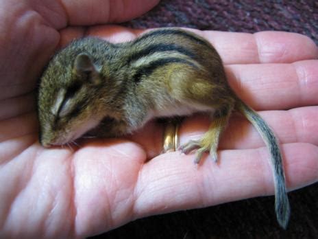 Chipmunks Are Always Cute - Baby Animal Zoo