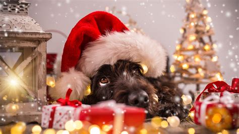 Snow Wallpaper Christmas Dog - Pets Lovers