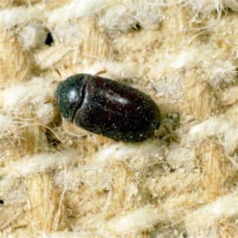 Black Carpet Beetles - Pest Identifier - U.S. Pest Protection