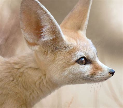 Fennec Fox—My, What Big Ears You Have! | Answers in Genesis