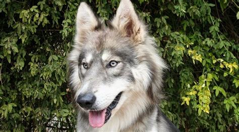 Siberian husky wolf mix can you own an exotic wolfdog hybrid – Artofit