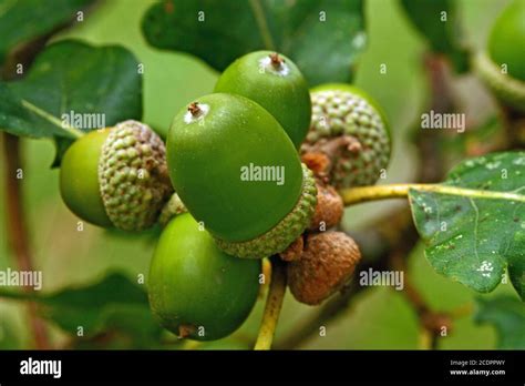 oak nuts Stock Photo - Alamy