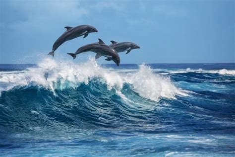 6 Endangered Dolphin Species- American Oceans