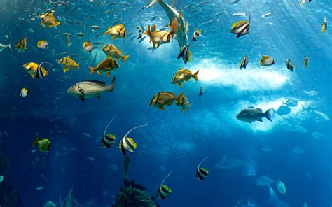 Download Angelfish Sea Ocean Underwater Animal Fish 4k Ultra HD Wallpaper