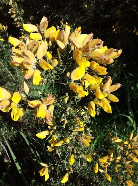 Golden Flowering Gorse