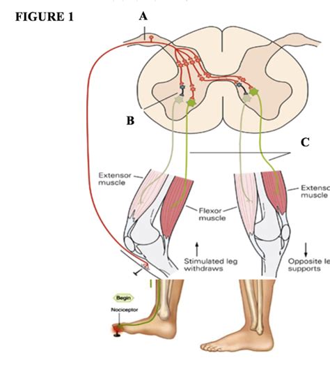 Solved What is being depicted in the figure? | Chegg.com