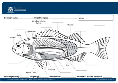 Fish Anatomy Worksheets - Free Printable Worksheet