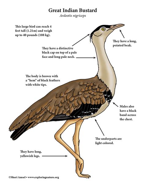 Bustard (Great Indian)