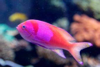 100+ Pink Fish Names From Sweet to Vibrant | LoveToKnow Pets