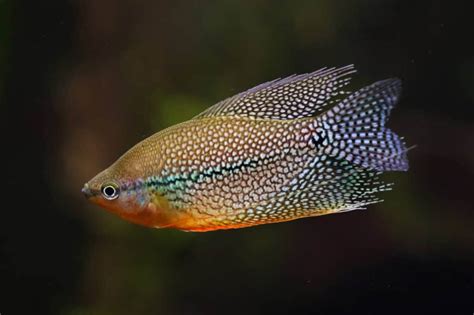 Gourami 101 | Gourami Fish Types & Info! - Aquariadise