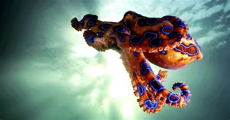 Blue Ringed Octopus Hd Wallpapers | Wallpapers Box