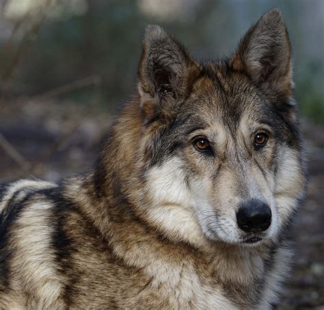 Get facts about wolf-dog hybrids | International Wolf Center