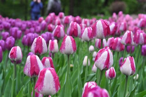 Beautiful Pink and White Tulips. Pink Tulips in the Garden. Stock Image - Image of nature ...