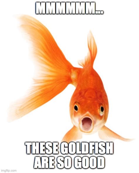 Goldfish Meme - Imgflip